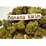 Banana Kush Strain Review  Legalize It We Think So