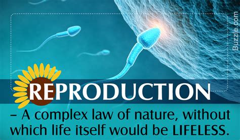 Asexual Reproduction In Plants Biology Wise