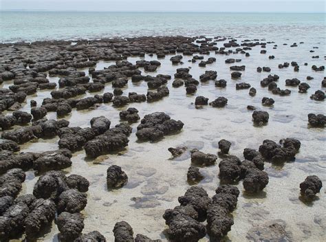 Modern Stromatolites Growing In Shark Bay The Planetary Society