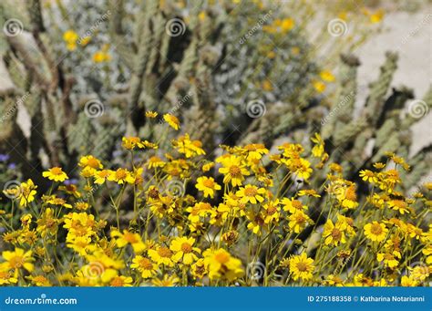 Desert Bloom Series Brittlebush Encelia Farinosa Stock Photo