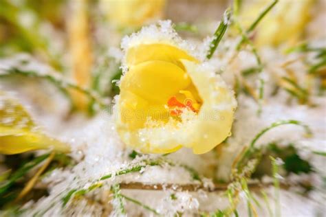 Plan Rapproché Sur La Fleur Jaune De Crocus Sous La Neige Photo Stock