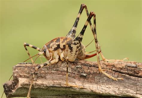 They can destroy curtains, clothing, furniture, plants, and a whole host of other things you have stored in your attic spaces. Are Camel Crickets Harmful? | Identify Camel Crickets In ...