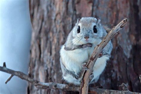 To keep your little pets healthy and active, you can put some stuffed toys of their size in the cage and nest box, squirrels love to. Enjoy Watching the Siberian Flying Squirrel, With Its Huge ...