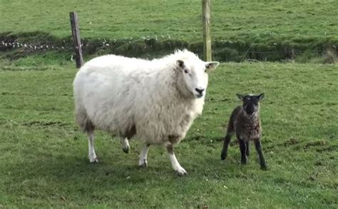 Geep Geep Rare Goat Sheep Hybrid Born On Irish Farm Modern Farmer
