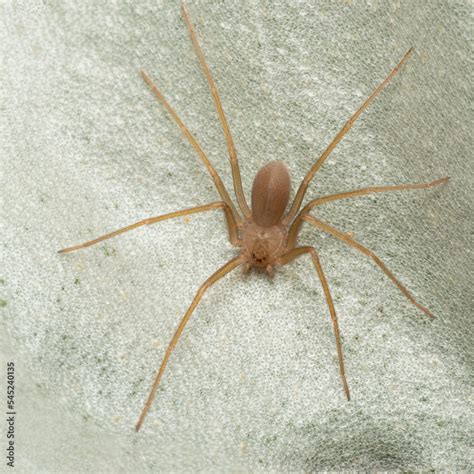 Fototapeta Mediterranean Recluse Spider Violin Spider Loxosceles