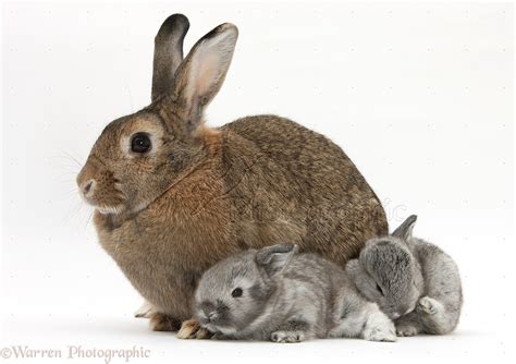 Agouti Mother Rabbit With Two Silver Babies Photo Wp29029
