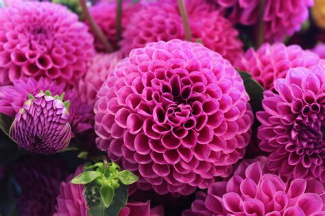 Close Up Of Pink Dahlia Flowers In Full Bloom Blooming Pink Dahlia 4k