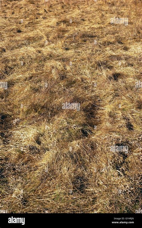 Dry Grass Field Stock Photo Alamy