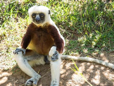 Lemurs Park Antananarivo Madagascar Tours And Holidays