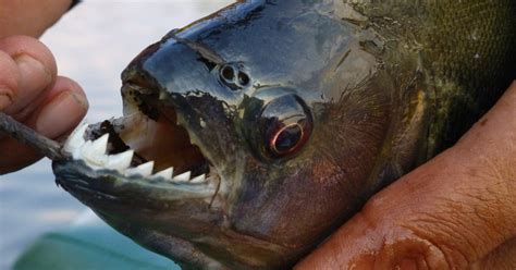 Plural piranhas or piranha definition of piranha : Piranha Fishing - Amazon Lodges