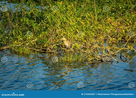 Water Brimming In The Palar River Submerging Plants Tamil Nadu India