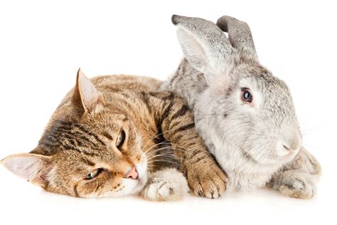 Cat And Rabbit Friends Cat Meme Stock Pictures And Photos