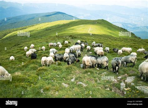 Flock Of Sheep Grazing In A Mountain Valley Beautiful Mountain