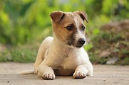 Top 4 des raisons d'avoir un chien ! | UnMec.fr
