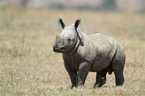 The History Of Rhino Poaching In South Africa Rhino Africa Blog