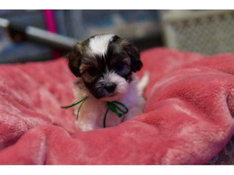 Find your new companion at nextdaypets.com. 2 Females Havanese Puppies in Orlando, Florida - Puppies ...