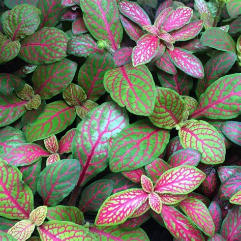 Red Veined Nerve Plant Fittonia Easy House Plant Planting