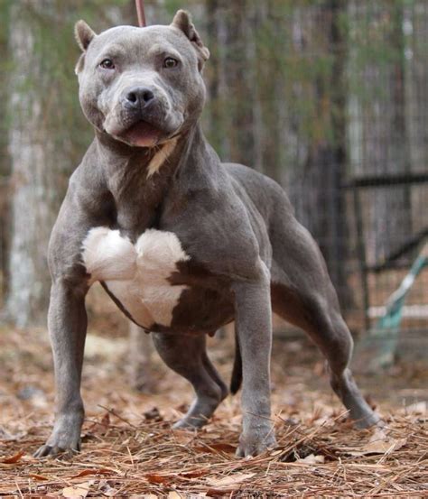 Perfect Pitbull Color Clipped White Chest Strong Love Pitbulls