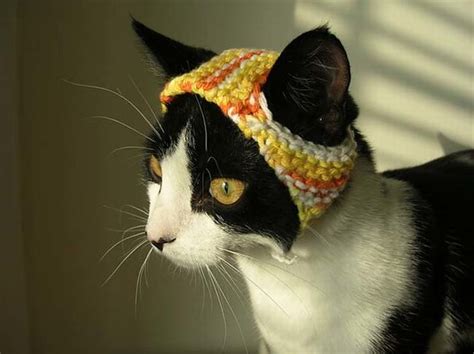 Cats Wearing Adorable Hats Cute Overload Babamail