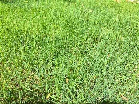 What Temperature Does Bermuda Grass Go Dormant
