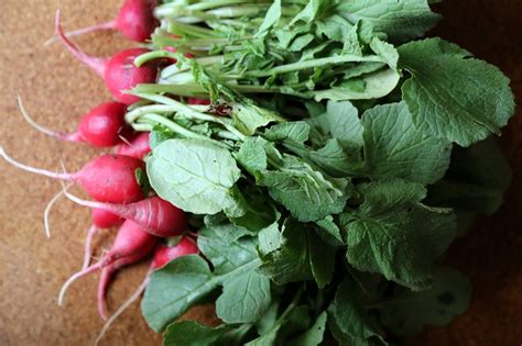 They're a bit prickly, so not a great addition to a salad. Radish Greens Nutrition Facts, Benefits, How to Cook, Recipes