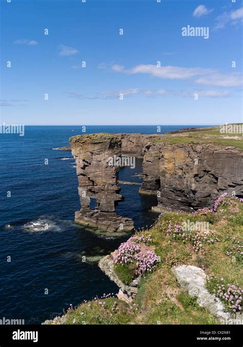 Dh Yesnaby Castle Yesnaby Orkney Sea Stack Seapink Flowers Rocky