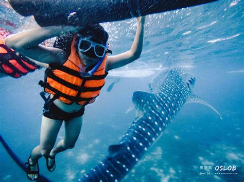 Cebu Oslob Whale Sharks Complete Travel Guide Hweh Yong