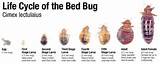 Photos of Treatment To Get Rid Of Bed Bugs