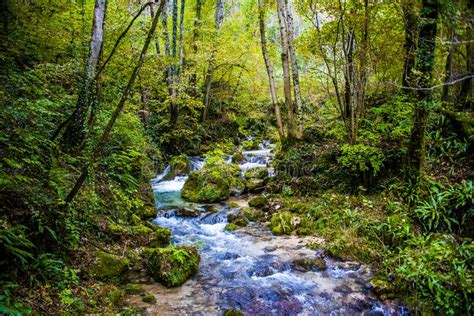 56372 Stream Woods Photos Free And Royalty Free Stock Photos From