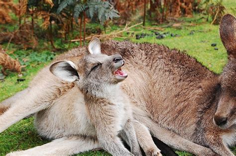 Kangaroo Facts Animals Of Oceania Worldatlas