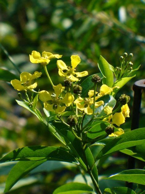 Eventually, the thin pods can be harvested and planted. Butterfly Plants - Yellow Butterfly Vine, Yellow Orchid ...