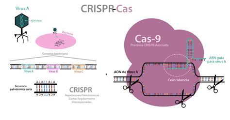 Un Camp De Margarides CRISPR Cas La Nueva Herramienta Para