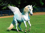 Imágenes de Unicornios REALES | animales miticos | Pinterest | Licorne ...
