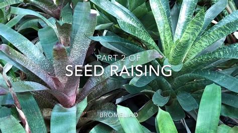 Growing Bromeliad Seed Part 2 Germinating Brom Seedlings Youtube