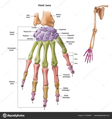 Human Hand Bones Names Bones Of The Human Hand With The Name And