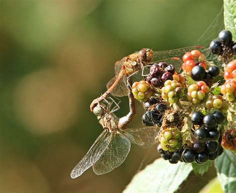 Mating Common Darters 2013 Attenborough Nature Reserve N Flickr