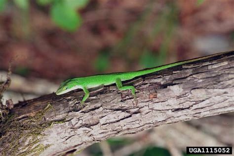 Little Green Lizards In Florida