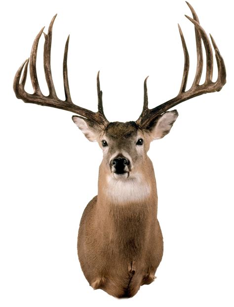 3 Biggest Typical White Tailed Bucks Of All Time Realtree Camo