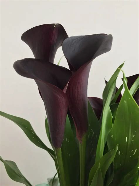 Calla Lily Flower Meaning Spiritual Symbolism Color Meaning More