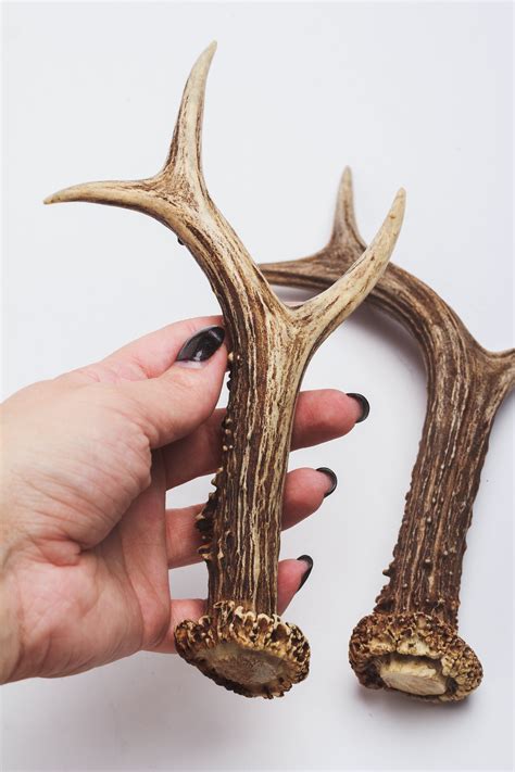 Natural Deer Antler Horns Pair Two Real Animal Horns Decor Etsy