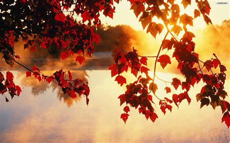 Autumn Trees And Leaves Wallpapers Wallpaper Cave
