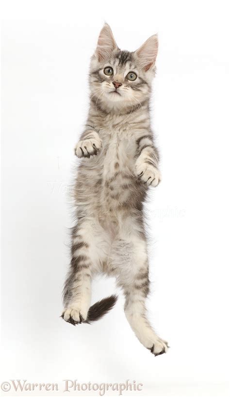 Silver Tabby Kitten Jumping Up Photo Wp42309