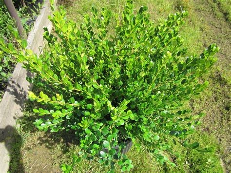 Live Green Beauty Boxwood Aka Buxus J Green Beauty Shrubs Plant Fit