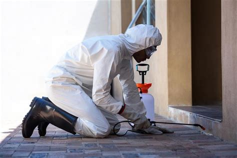 Pest Control Services Preparing Your Home Before They Arrive Snupit