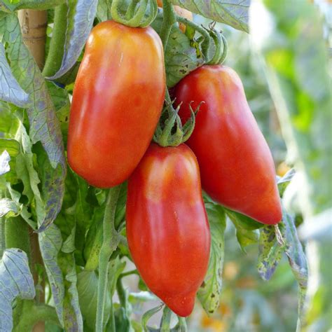Tomate Cornue des Andes ou Andine Cornue en plants BIO Variété ancienne