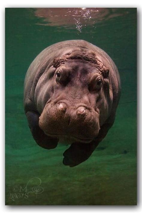 Pin By Susan Ferrante On Hippos Animals Wild Nature Animals Animals