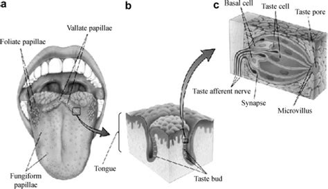 Papillae And Taste Buds In The Lingual Epithelium 13 A The