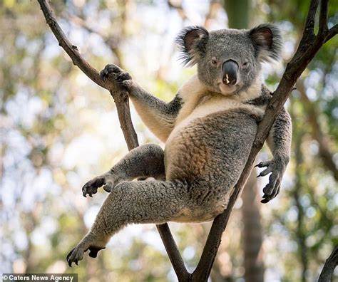 Maybe you would like to learn more about one of these? 'Sexy' koala's laid-back charms take Australia by storm ...