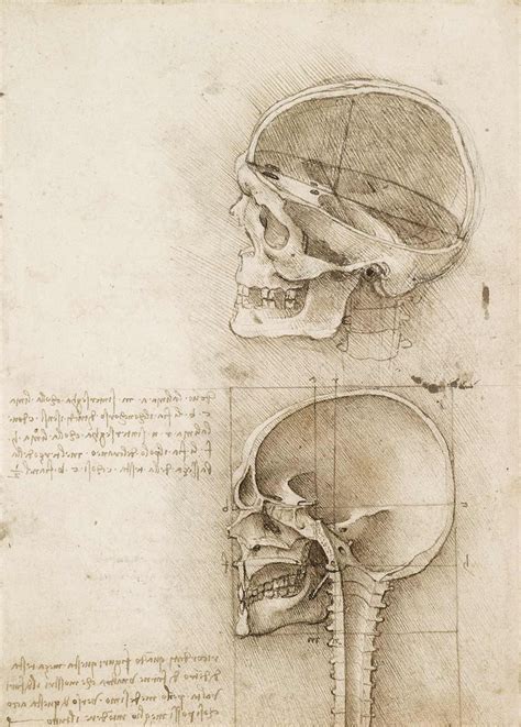 Leonardo Da Vinci Dibujos Para Entender El Mundo Descubrir El Arte