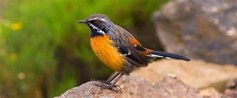 Rockjumper Worldwide Birding Adventures South Africas Endemic Birds